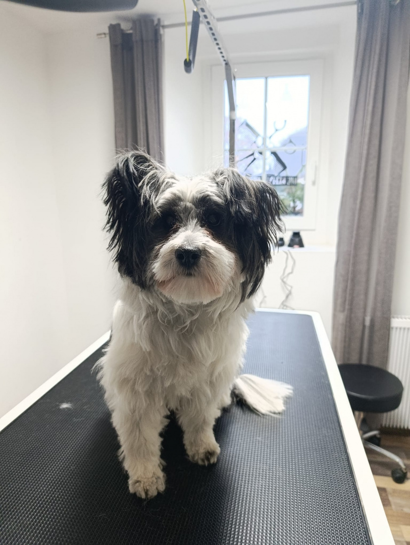 Hundefrisör Die kleinen Strolche in Kleinich