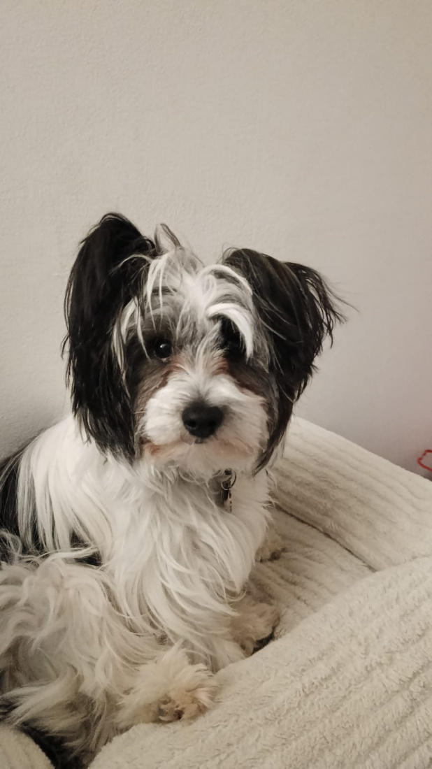 Hundefrisör Die kleinen Strolche in Kleinich