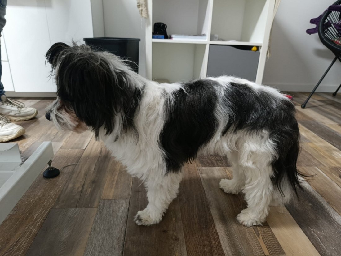 Hundefrisör Die kleinen Strolche in Kleinich