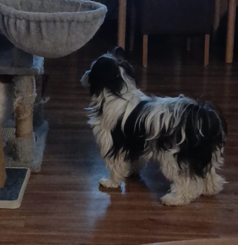 Hundefrisör Die kleinen Strolche in Kleinich