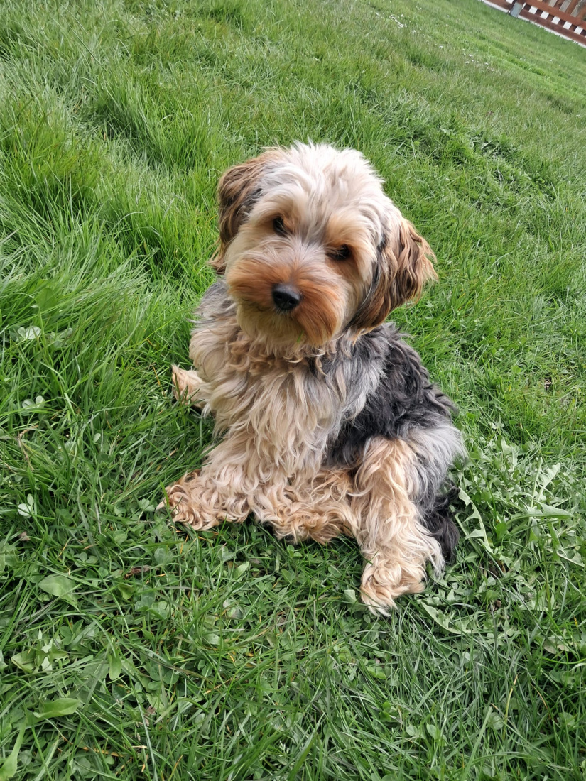 Hundefrisör Die kleinen Strolche in Kleinich