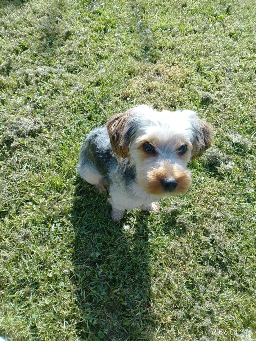 Hundefrisör Die kleinen Strolche in Kleinich