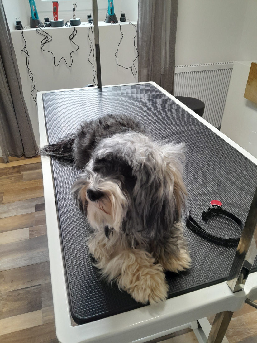 Hundefrisör Die kleinen Strolche in Kleinich
