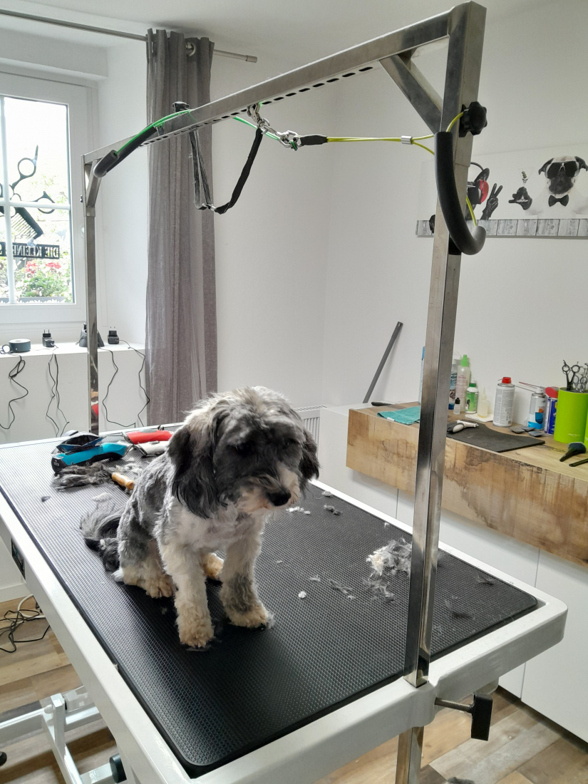 Hundefrisör Die kleinen Strolche in Kleinich